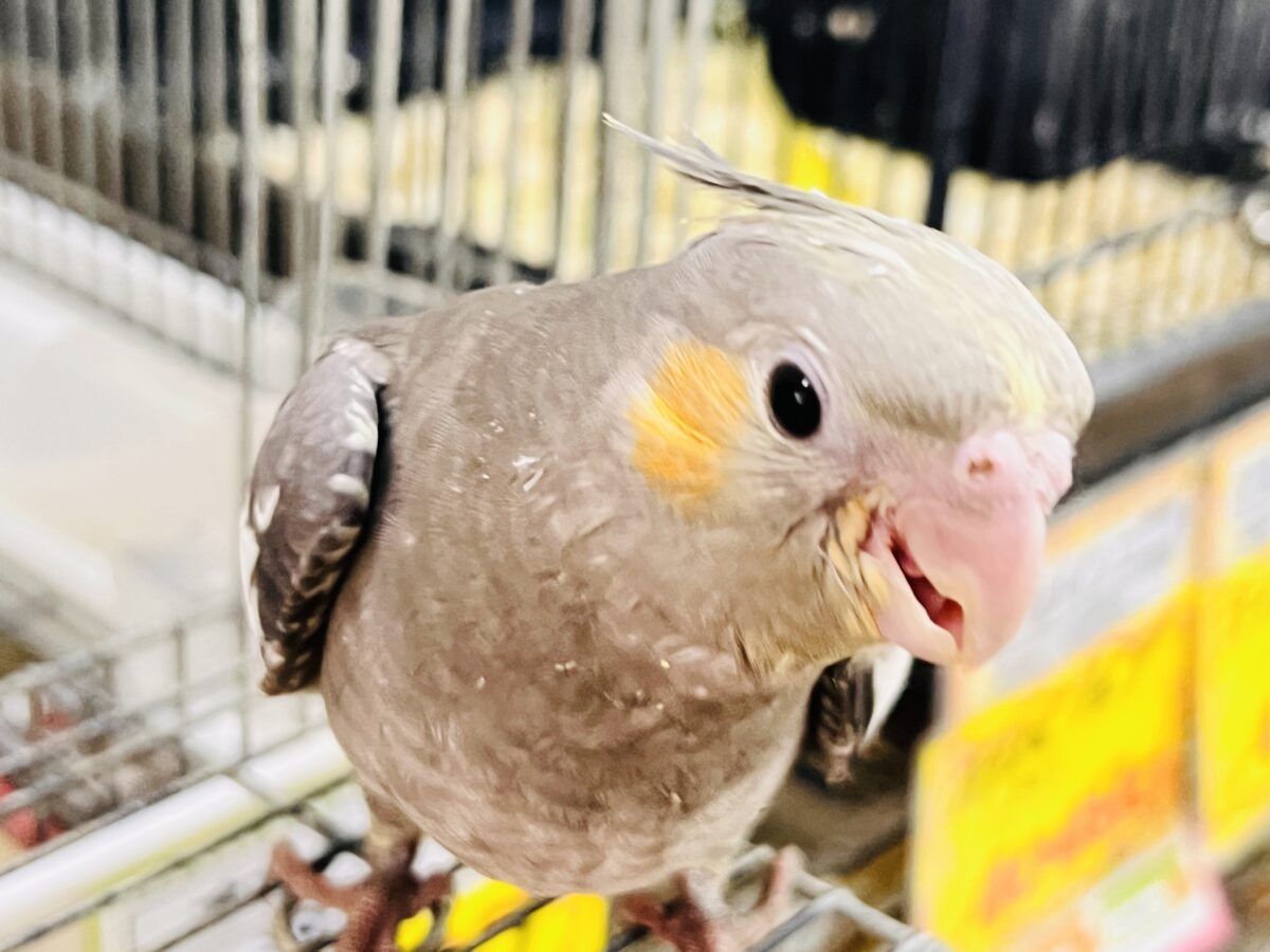 画像更新☆ジャ〜ジャ〜♪赤ちゃん鳴き炸裂🐥⸒⸒オカメインコ