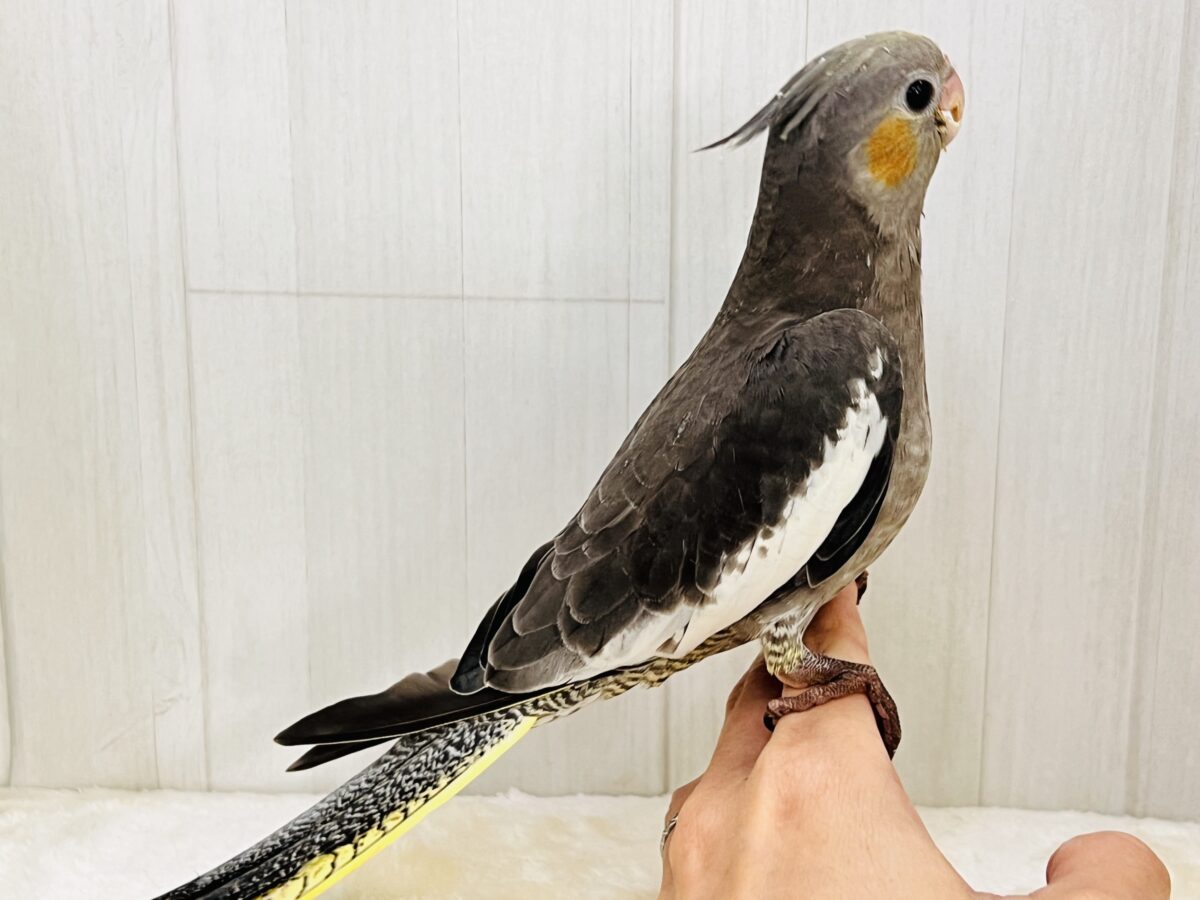 オカメインコ