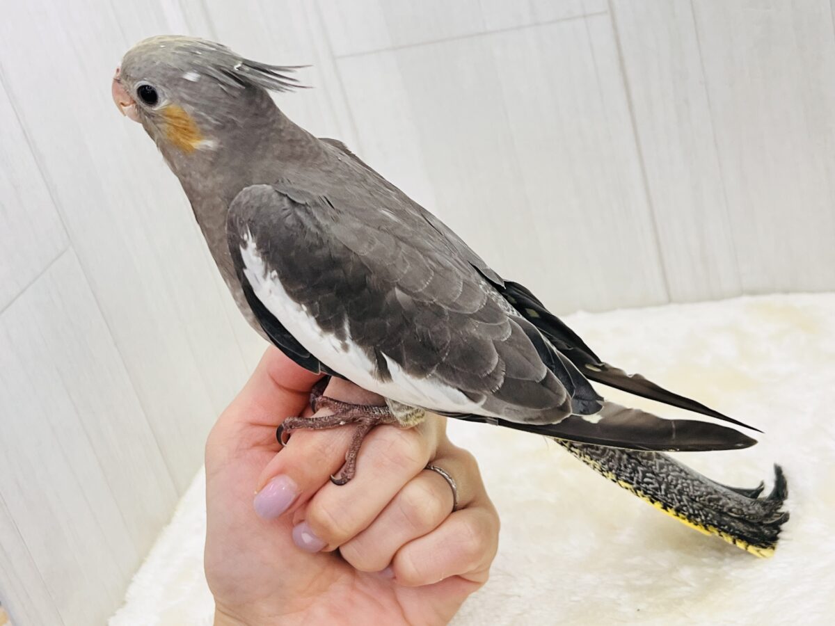 オカメインコ