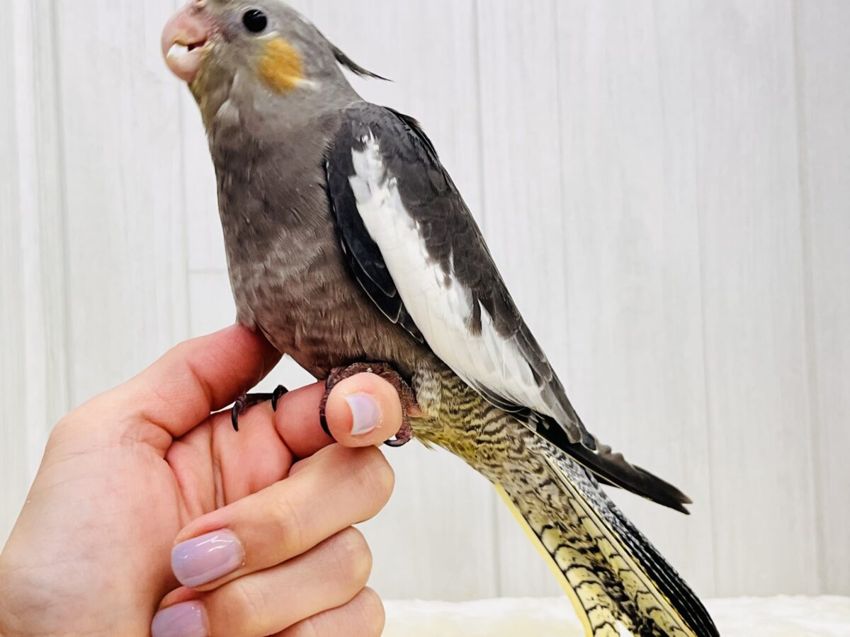 オカメインコ