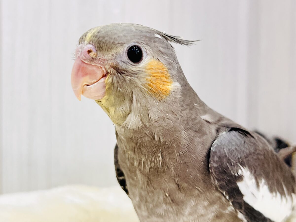 オカメインコ