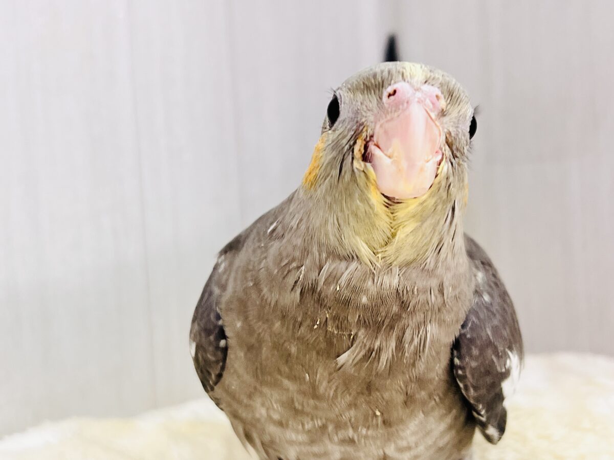 画像更新☆ジャ〜ジャ〜♪赤ちゃん鳴き炸裂🐥⸒⸒オカメインコ