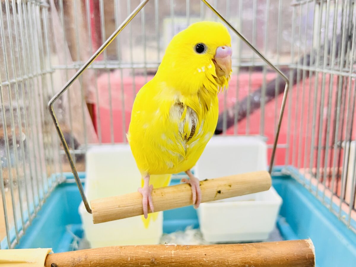 セキセイインコ