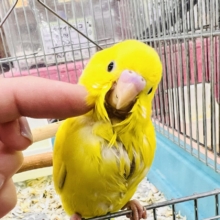 画像更新☆黒ゴマ2粒🖤💛卵焼き〜🥚セキセイインコのイエローダブルファクター☆