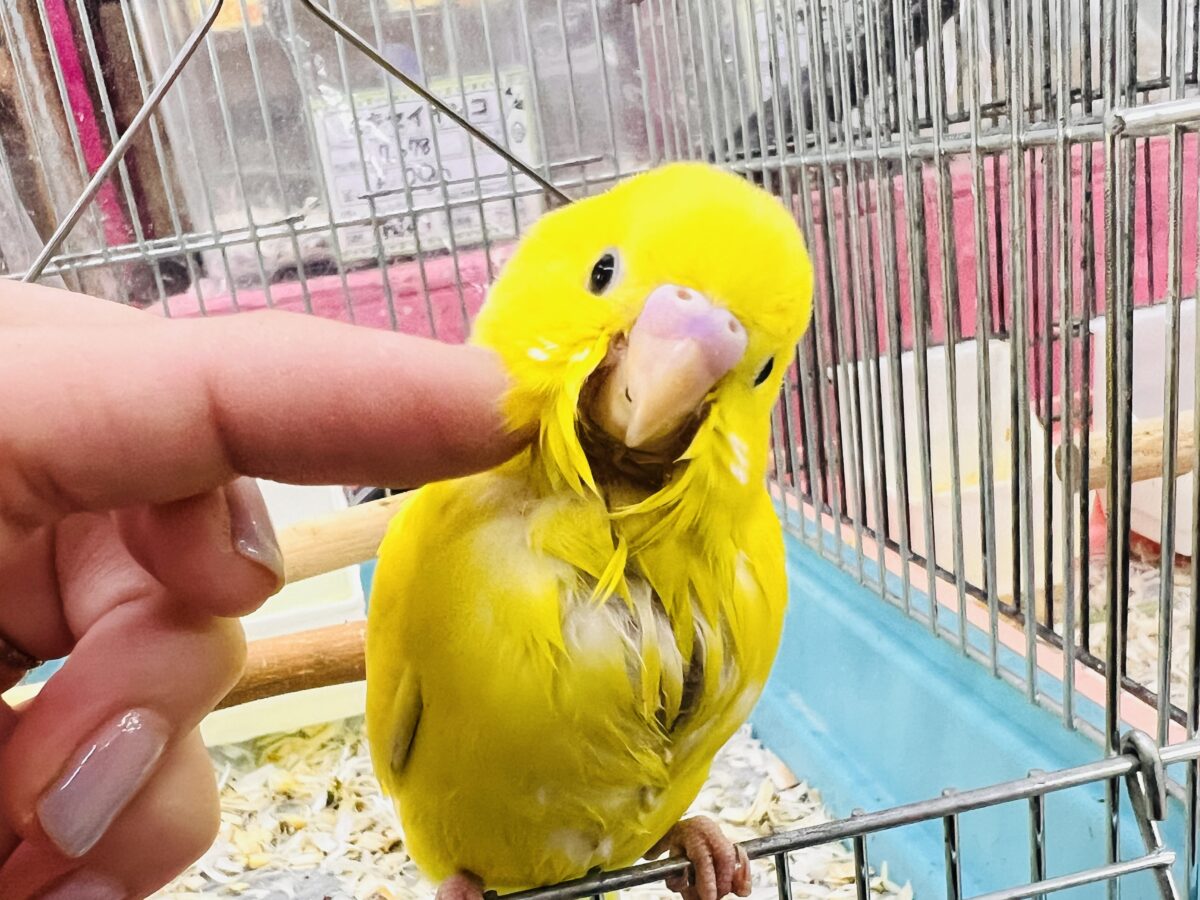 画像更新☆黒ゴマ2粒🖤💛卵焼き〜🥚セキセイインコのイエローダブルファクター☆
