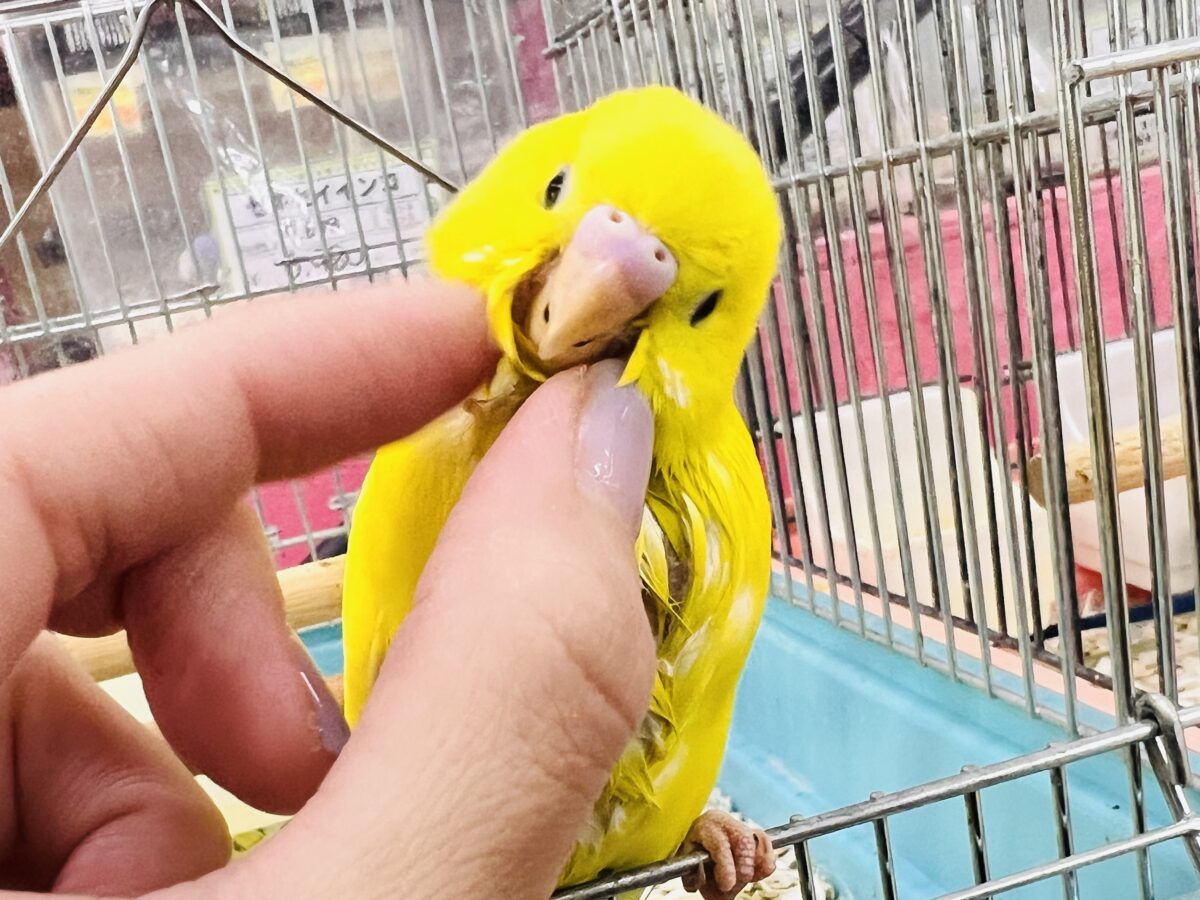 セキセイインコ