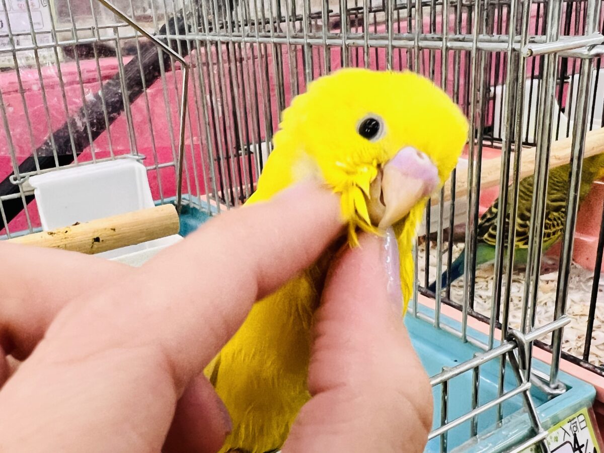 セキセイインコ