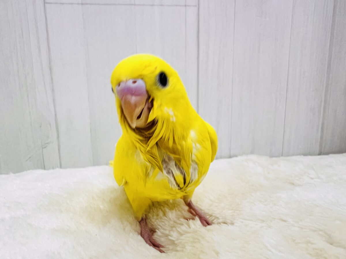 セキセイインコ