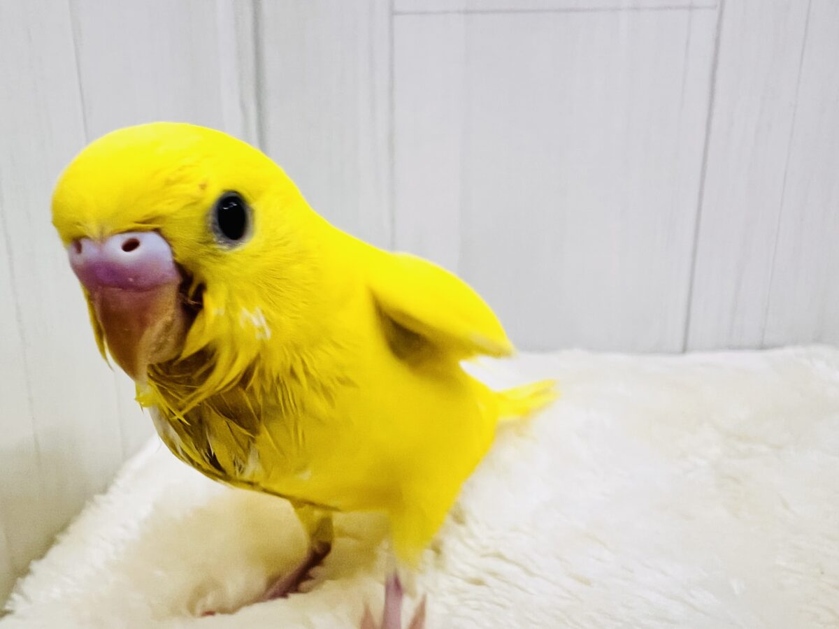 セキセイインコ