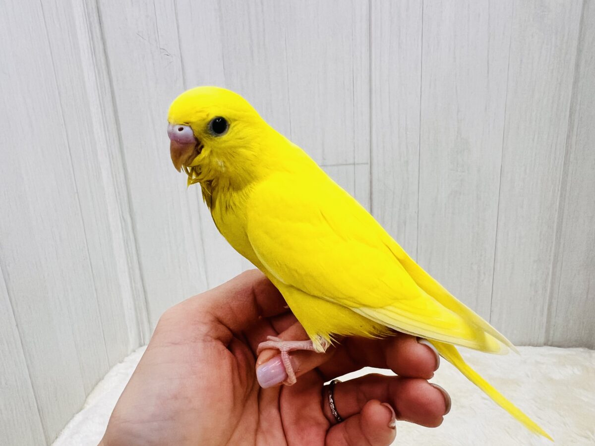 セキセイインコ