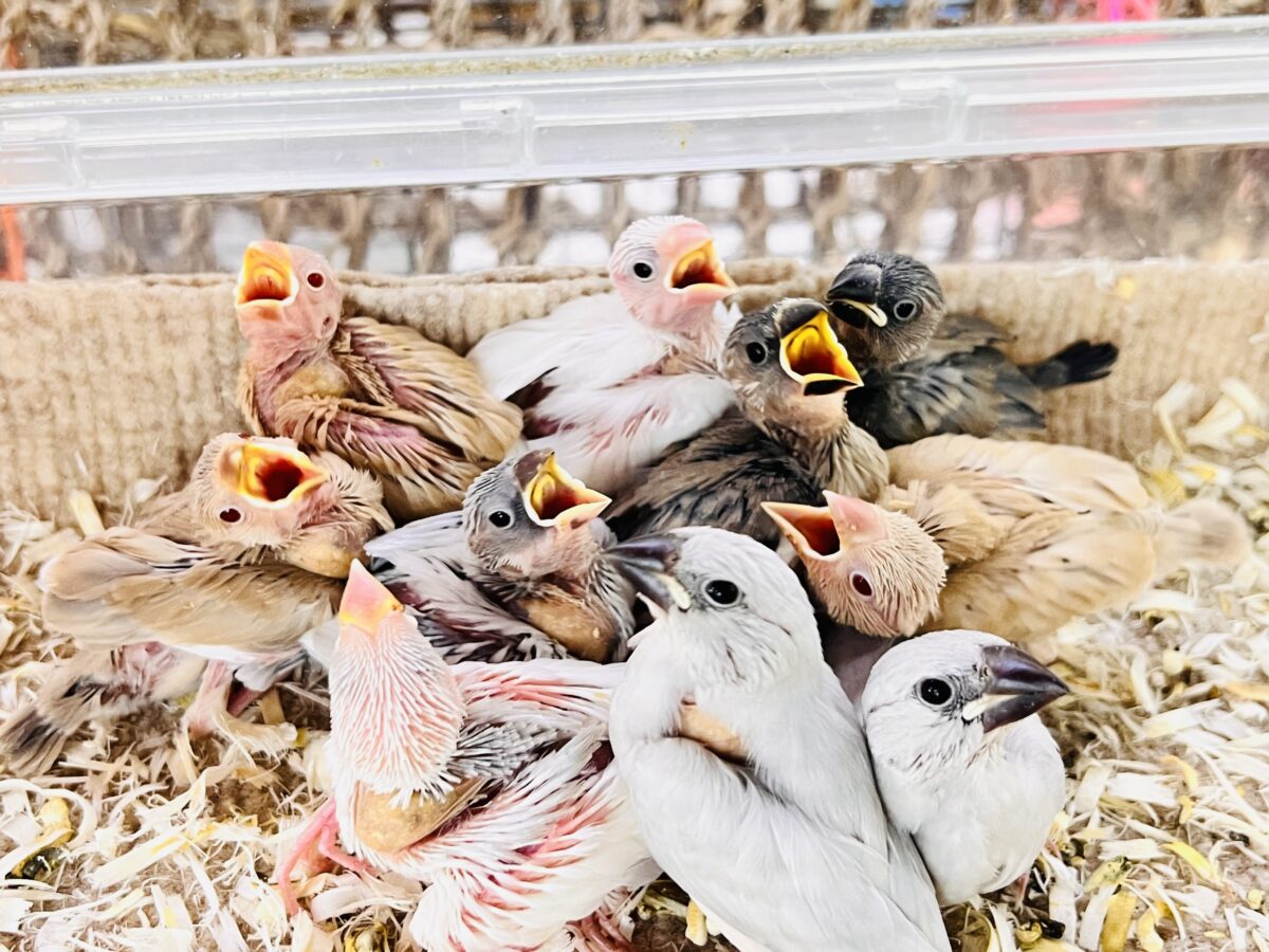 小さな妖精たち🧚✨文鳥フェア✨