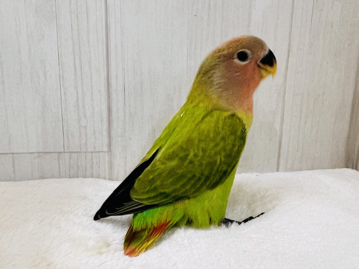 コザクラインコ（小桜インコ）