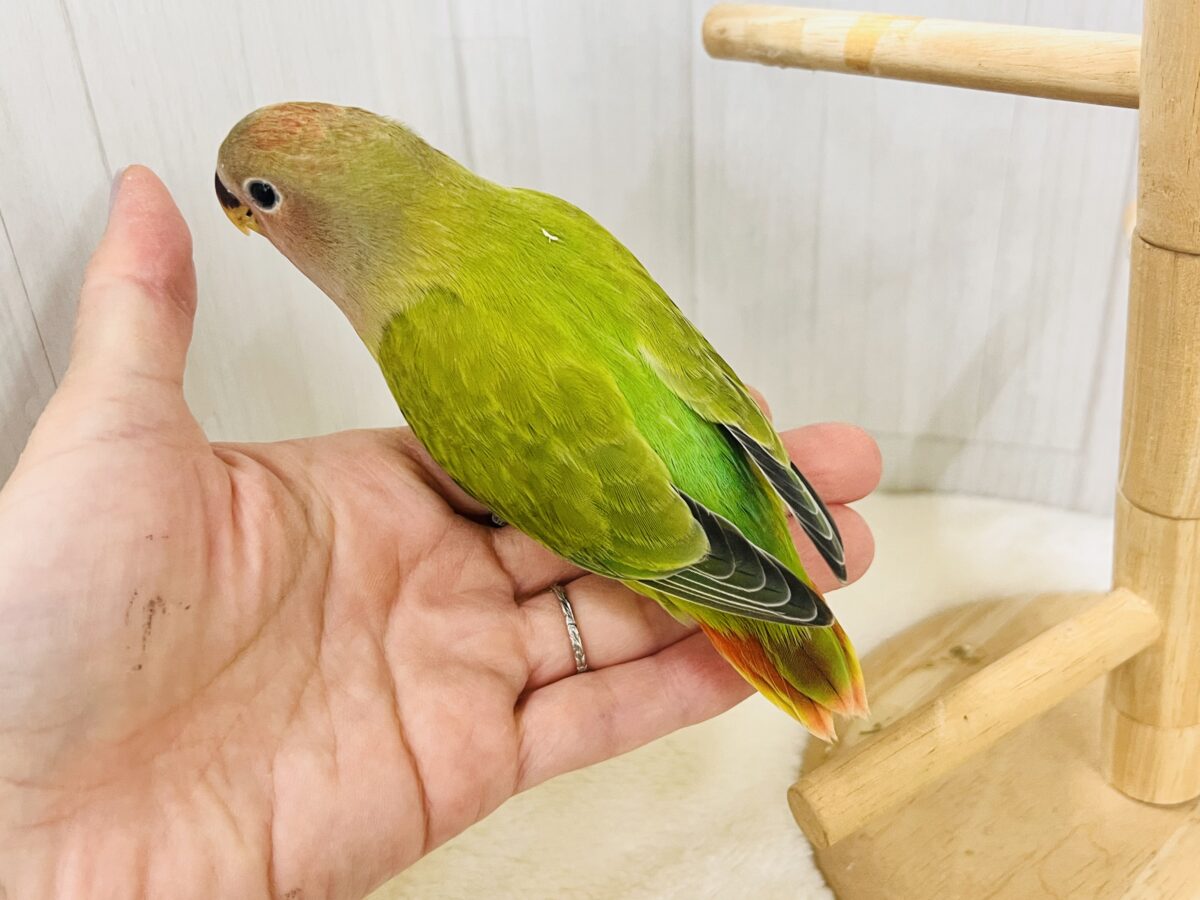 コザクラインコ（小桜インコ）