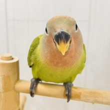 真っ赤に染まるよ😍小桜インコのオパーリン ✨