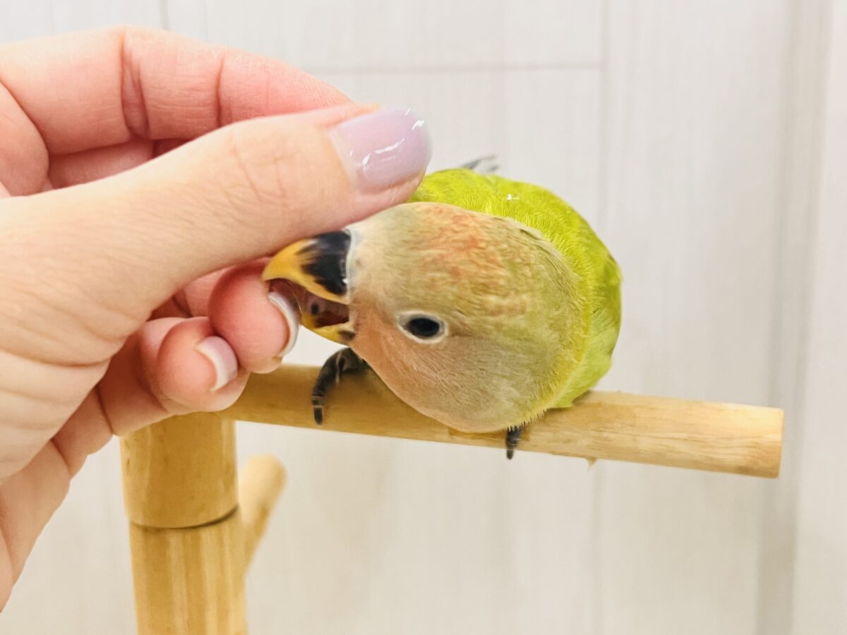 コザクラインコ（小桜インコ）