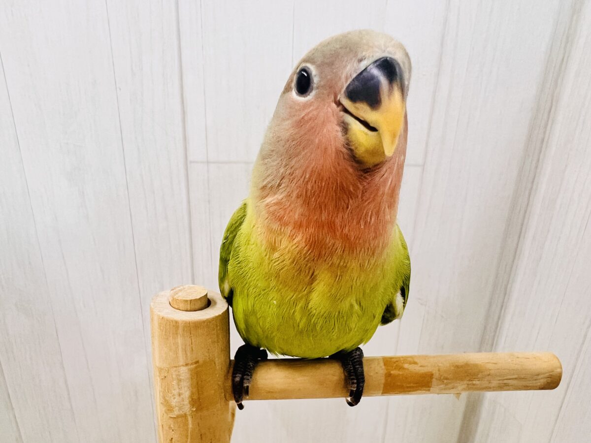 コザクラインコ（小桜インコ）