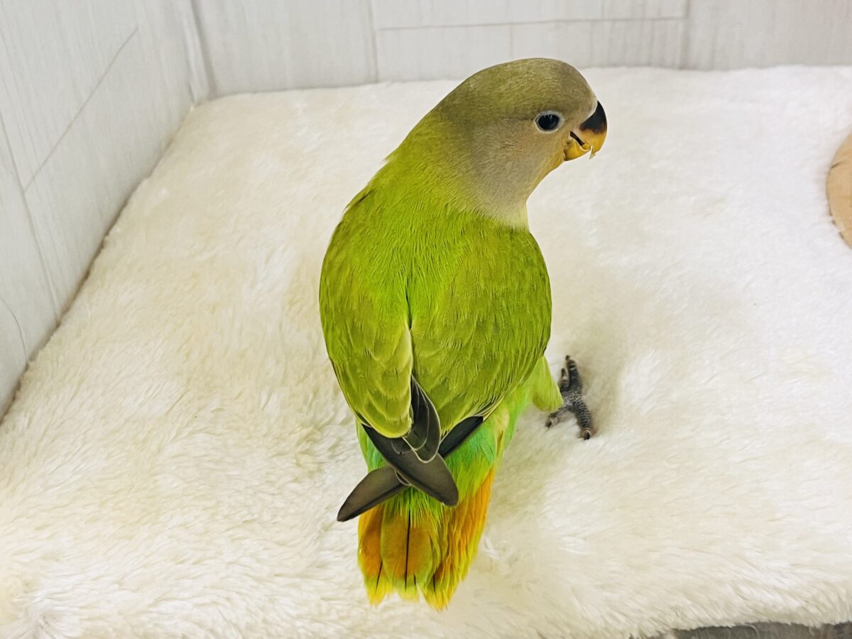 コザクラインコ（小桜インコ）