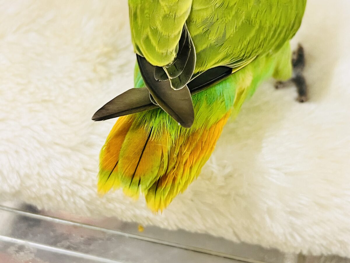 みかん顔🍊♡こんなに明るい黄緑カラーは珍しいよ💚コザクラインコのヒナ(オレンジフェイスオパーリン)入荷しました❤️ コザクラインコ(小桜インコ)