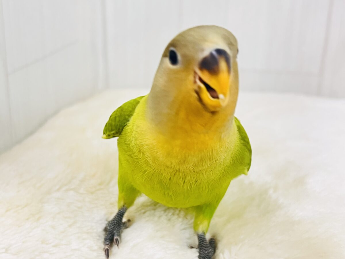 コザクラインコ（小桜インコ）