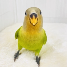 みかん顔🍊♡こんなに明るい黄緑カラーは珍しいよ💚コザクラインコのヒナ(オレンジフェイスオパーリン)入荷しました❤️