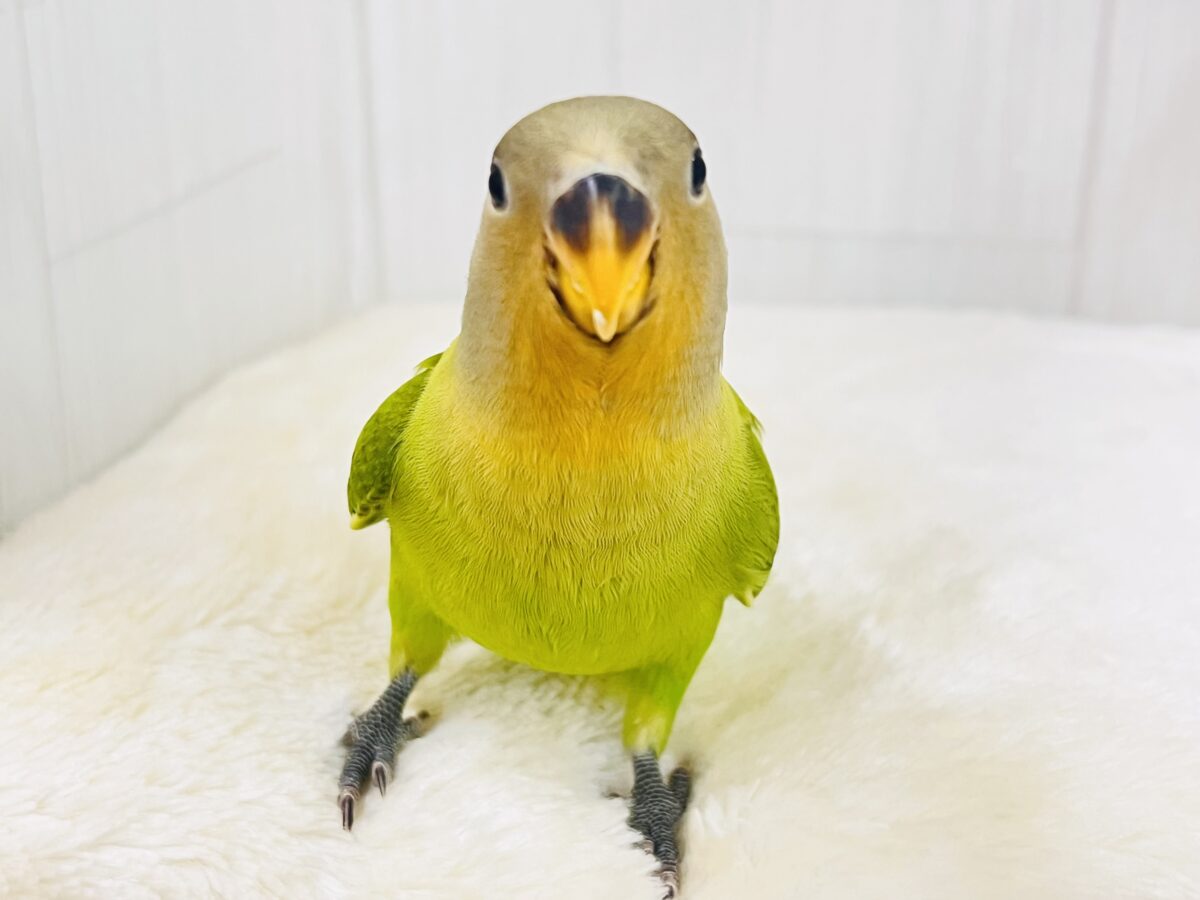 みかん顔🍊♡こんなに明るい黄緑カラーは珍しいよ💚コザクラインコのヒナ(オレンジフェイスオパーリン)入荷しました❤️