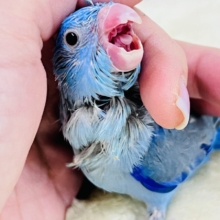 画像更新☆ちっこい!ﾐﾆﾐﾆ🎶Blue bird💙マメルリハブルーの男の子