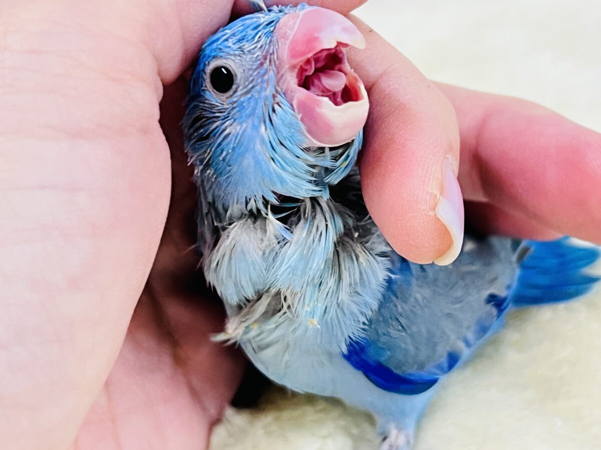 画像更新☆ちっこい!ﾐﾆﾐﾆ🎶Blue bird💙マメルリハブルーの男の子