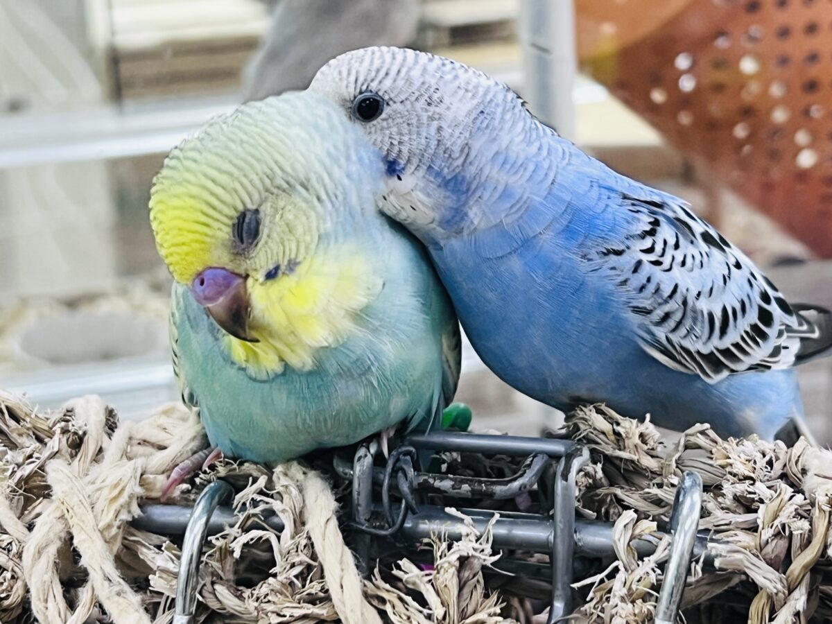 セキセイインコ