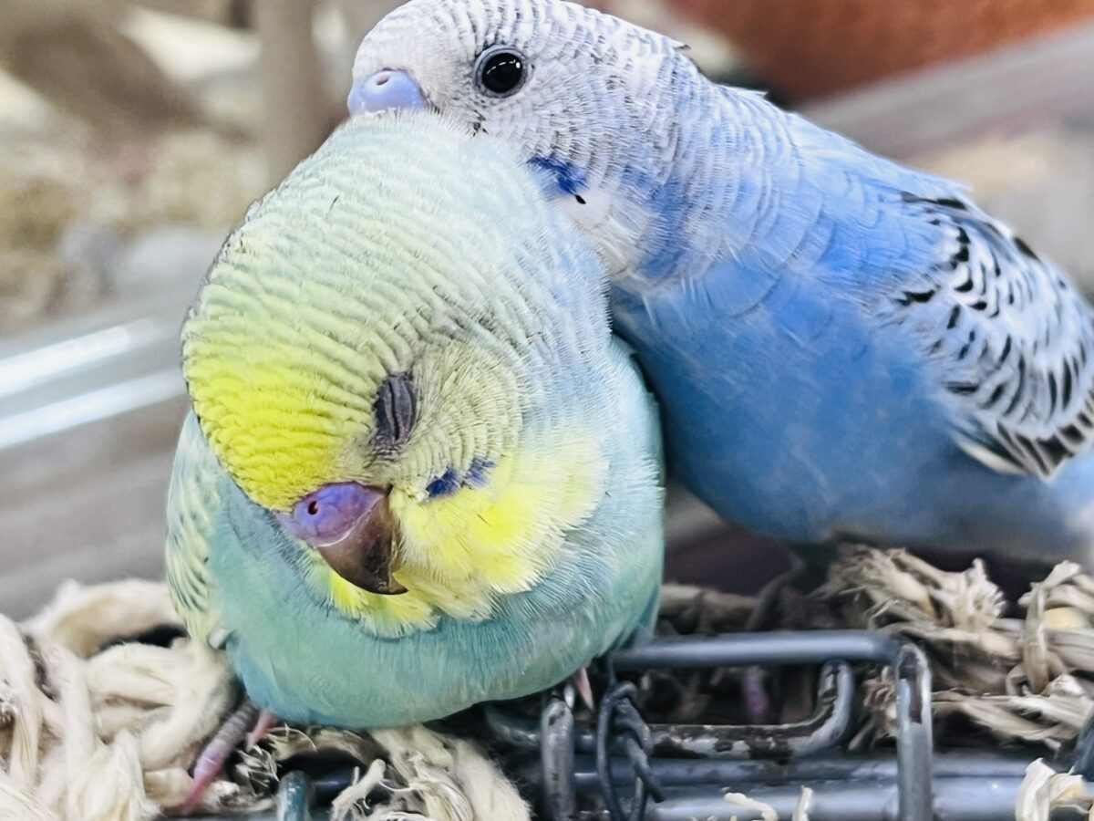 セキセイインコ