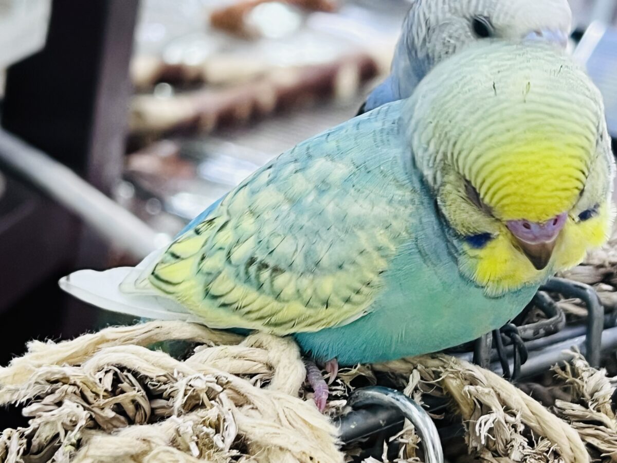 セキセイインコ