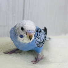 画像更新☆大人っぽさも兼ね備えたシックカラー✨セキセイインコのヒナ(ブルーオパーリン)入荷しました❤️