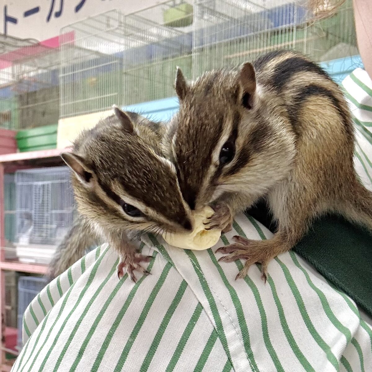 シマリス（ノーマル）