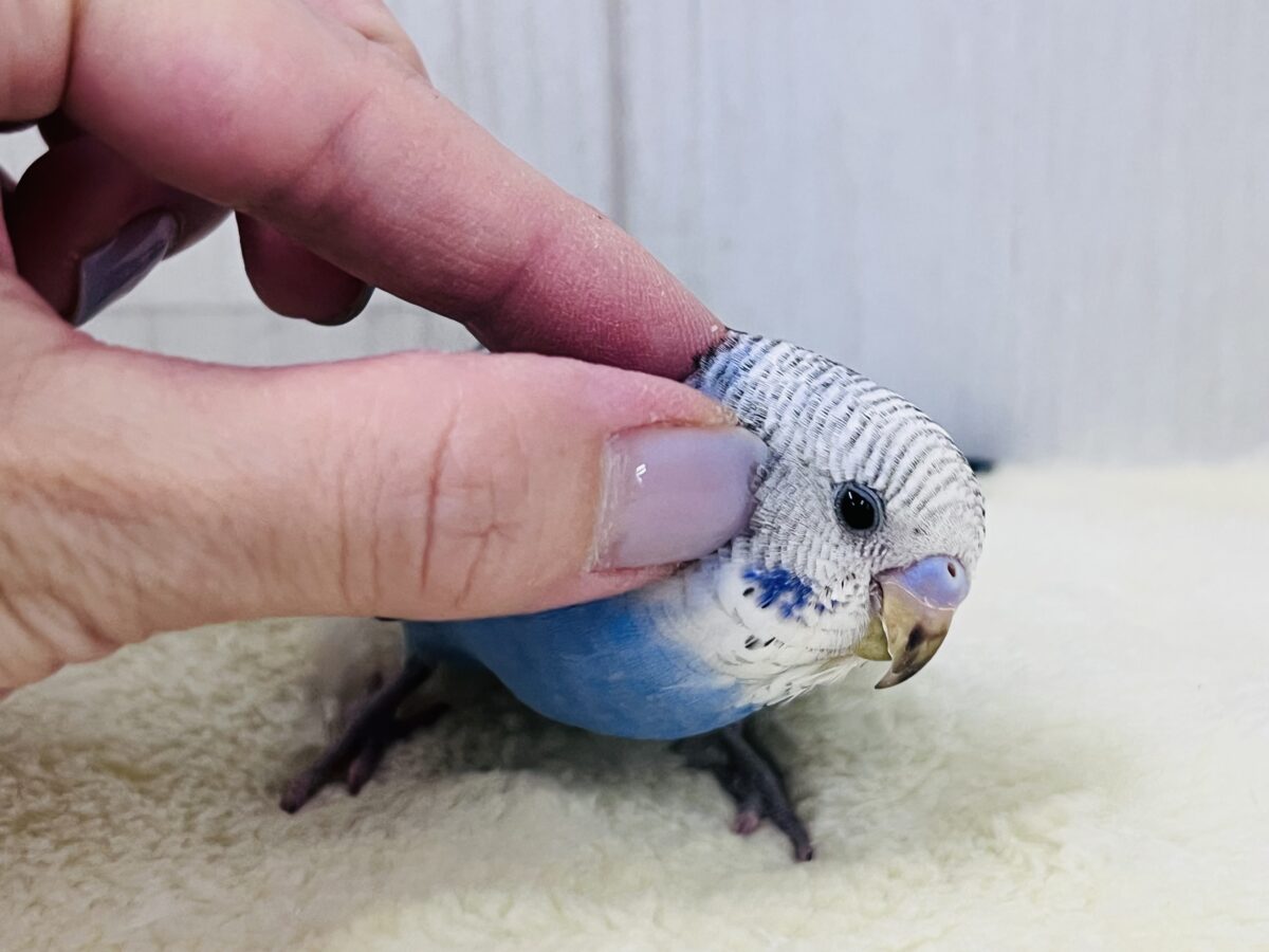 画像更新☆大人っぽさも兼ね備えたシックカラー✨セキセイインコのヒナ(ブルーオパーリン)入荷しました❤️ セキセイインコ