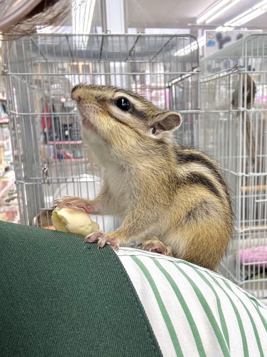 シマリス（ノーマル）