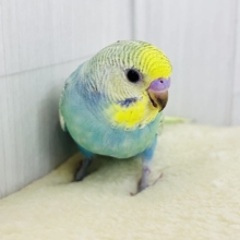 画像更新☆甘々度アップ♡くっきり濃いの❤️セキセイインコのレインボーの雛入舎です✨