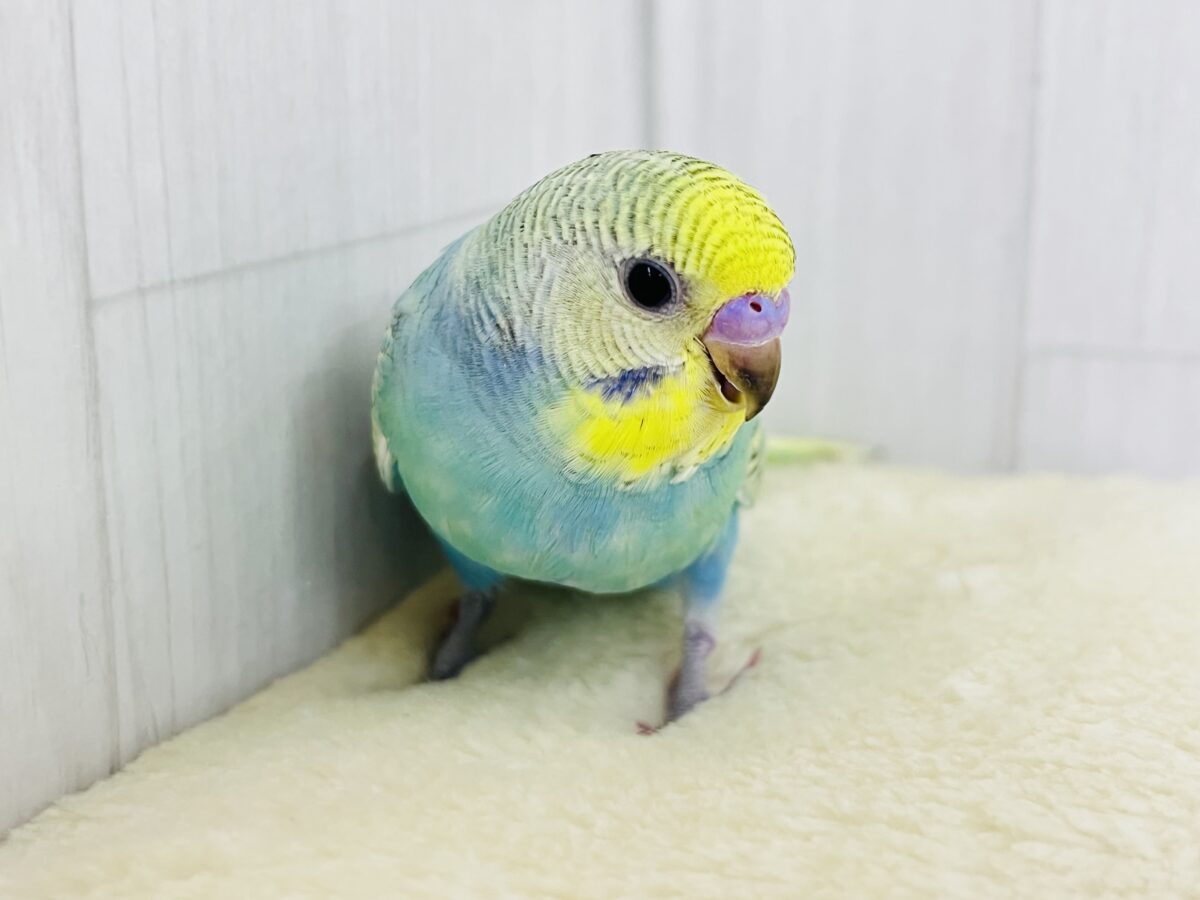 画像更新☆甘々度アップ♡くっきり濃いの❤️セキセイインコのレインボーの雛入舎です✨