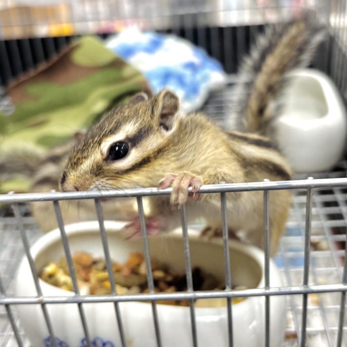 シマリス（ノーマル）