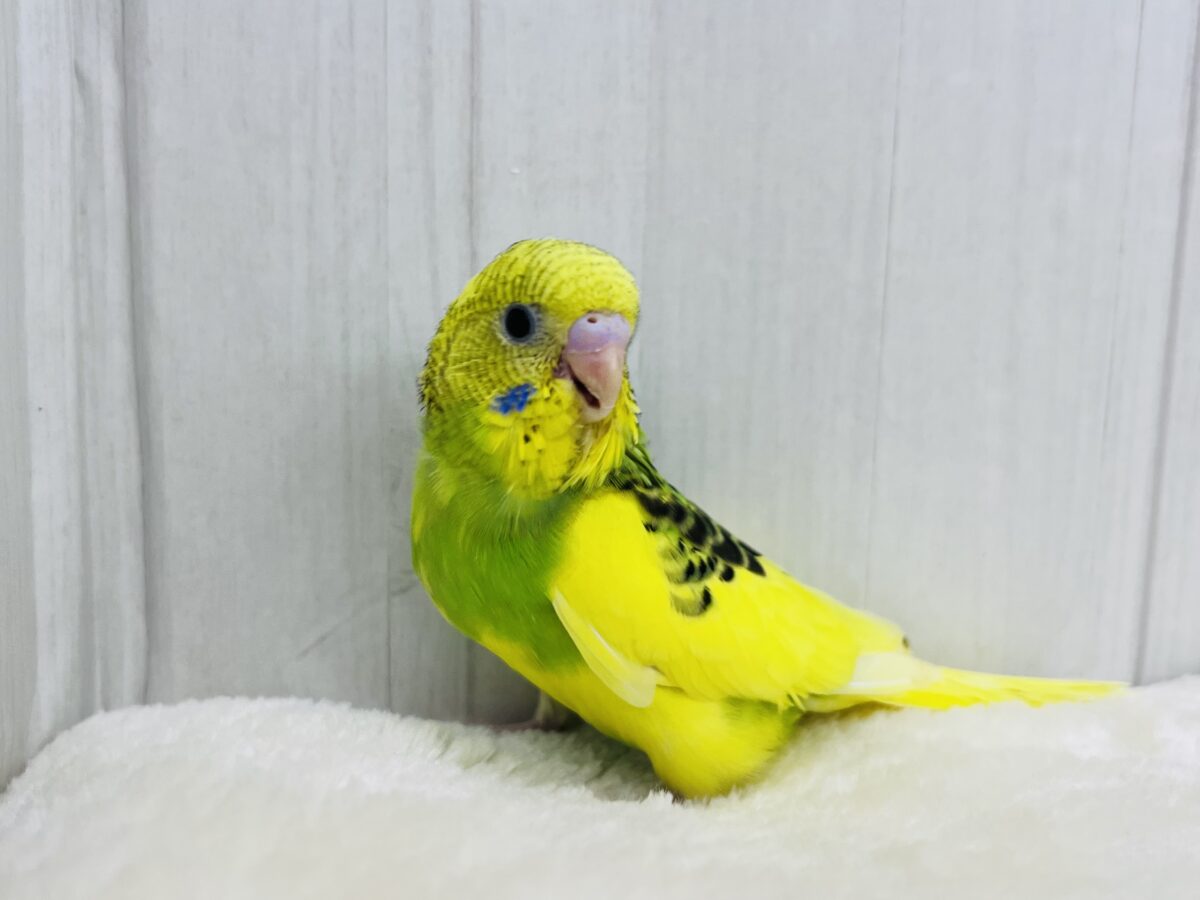 セキセイインコ