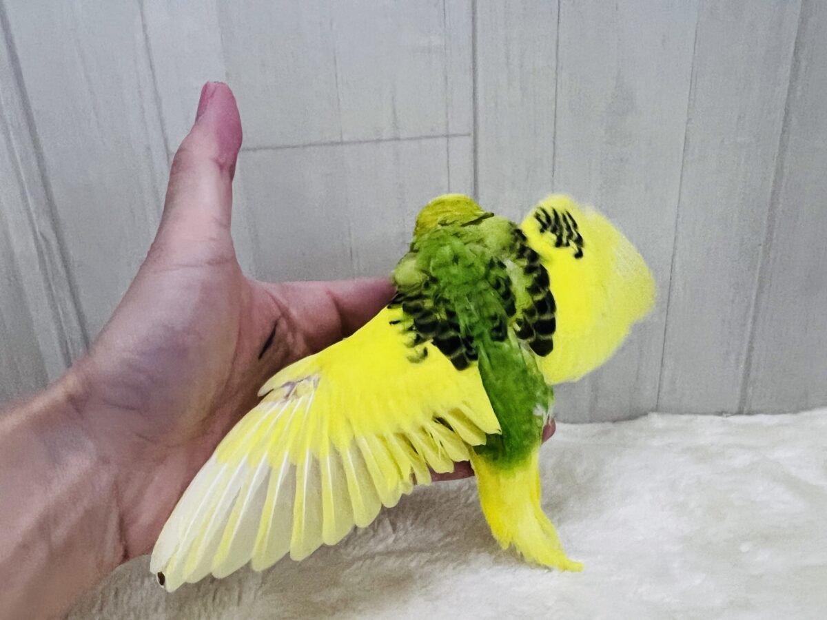 画像更新☆キャピキャピ💓おちびさん✨セキセイインコのヒナ(グリーンパイド)入荷しました❤️ セキセイインコ
