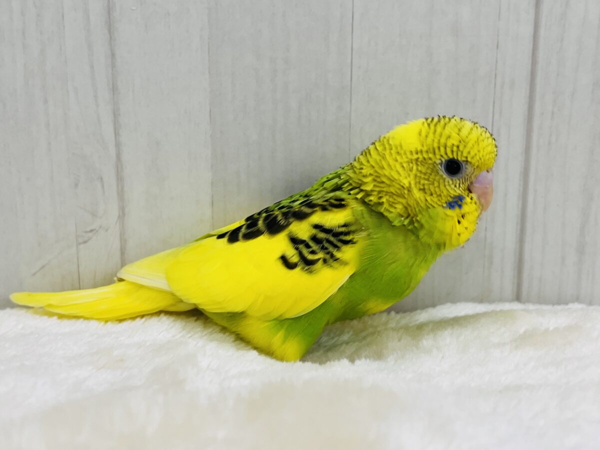 セキセイインコ