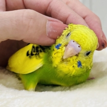 画像更新☆キャピキャピ💓‪おちびさん✨セキセイインコのヒナ(グリーンパイド)入荷しました❤️