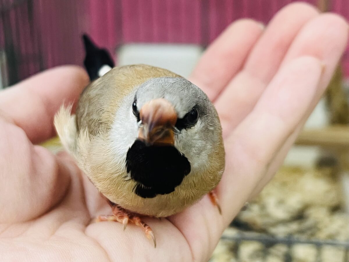 シュバシキンセイチョウ