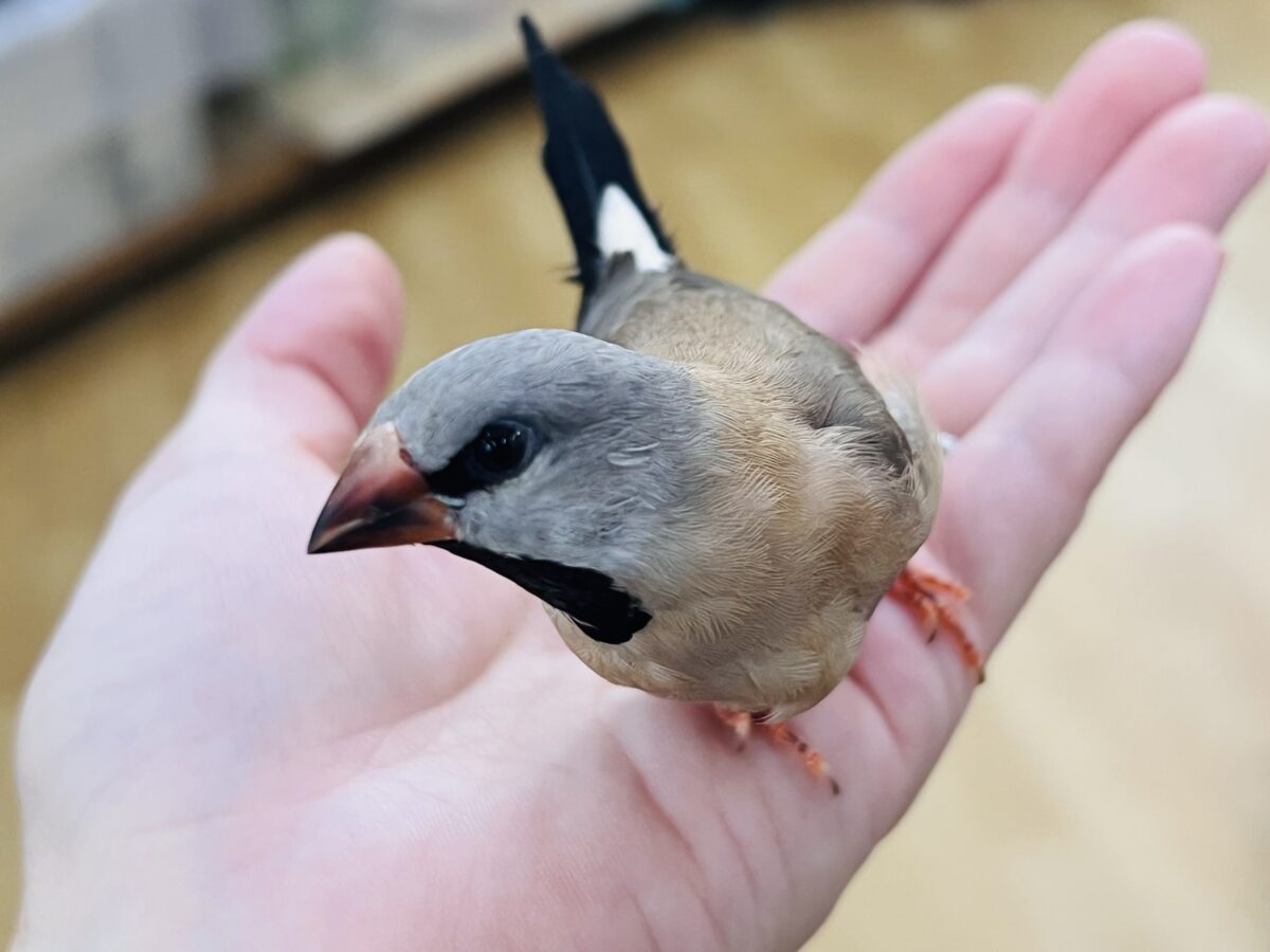 シュバシキンセイチョウ