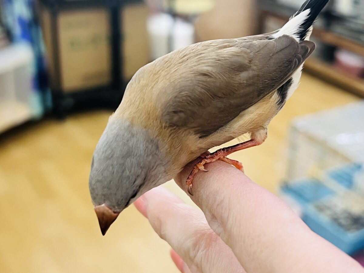 シュバシキンセイチョウ