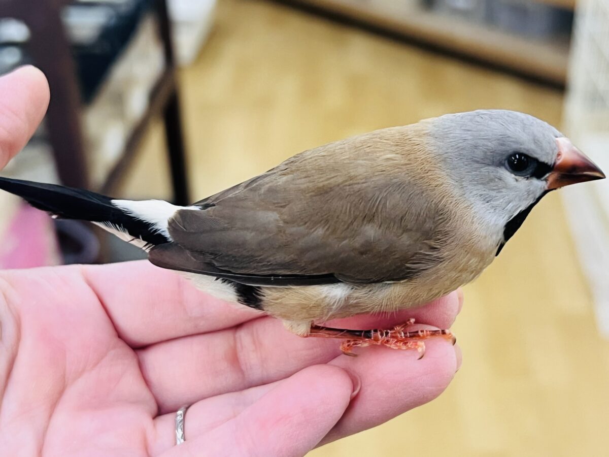 シュバシキンセイチョウ