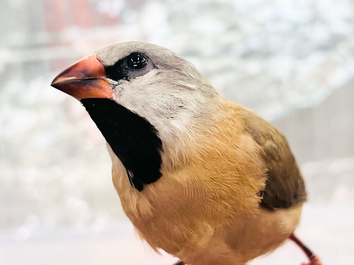 シュバシキンセイチョウ