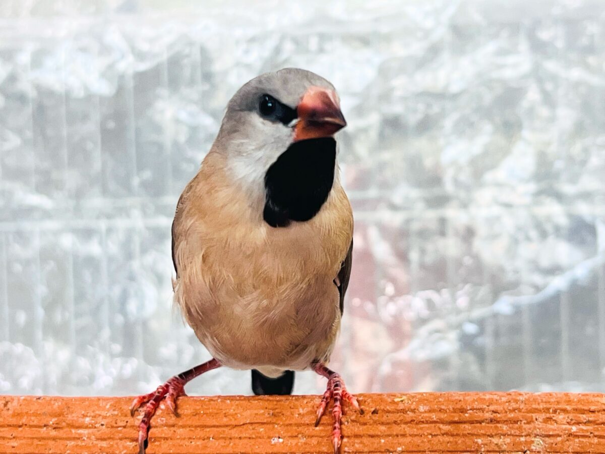 シュバシキンセイチョウ