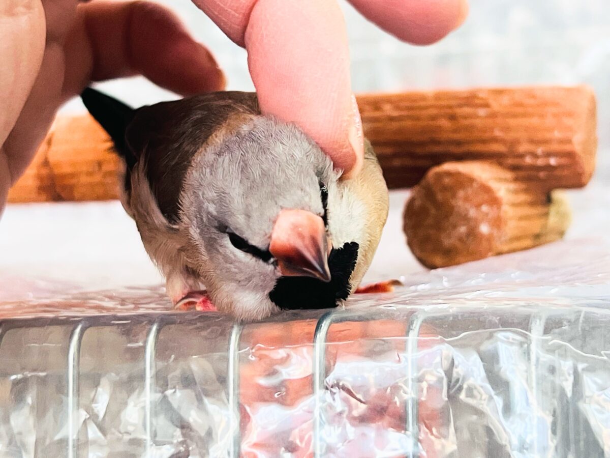 シュバシキンセイチョウ