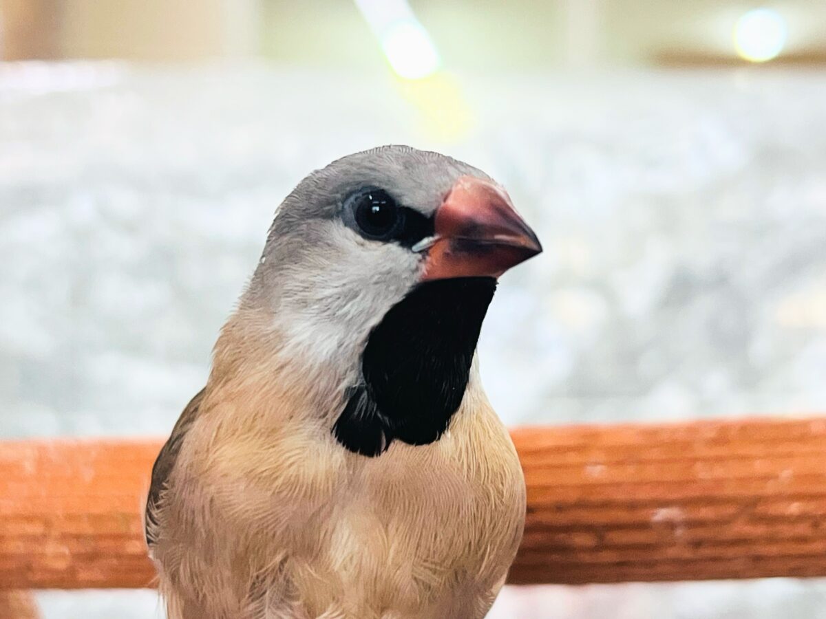 シュバシキンセイチョウ