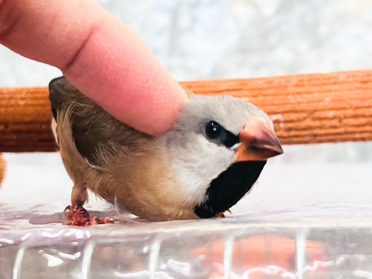 シュバシキンセイチョウ